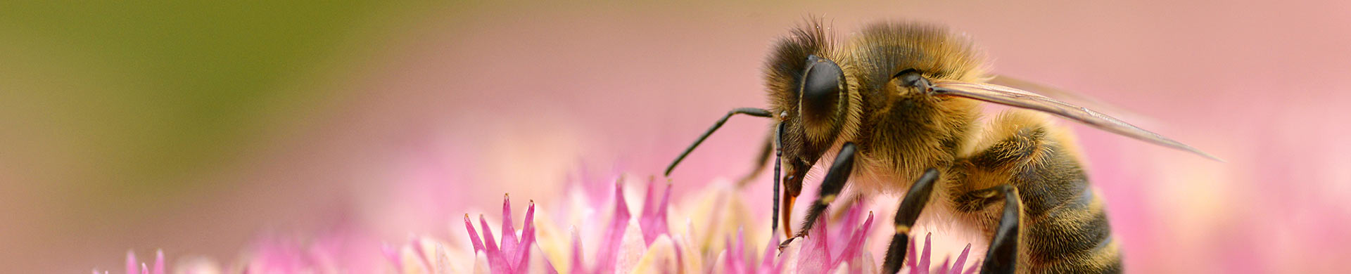Bienenfreundliche Artikel