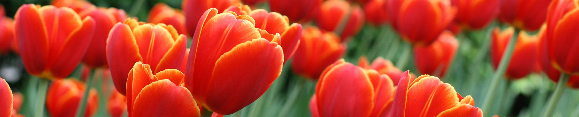 Tulpen