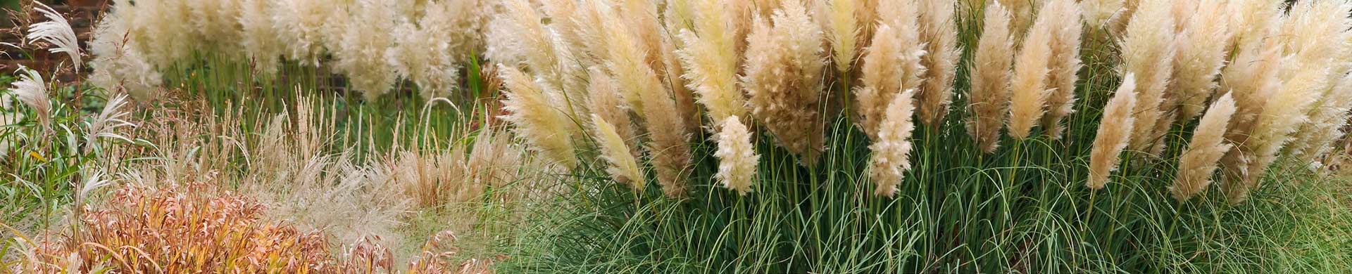 Pampasgras in einem Garten. Herbstliche Stimmung. Blhende Ziergrser. Hohe Pflanzen mit bschelartigen Bltendolden. Als Sichtschutz, Windschutz und Dekoration.