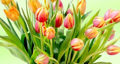 Tulpen