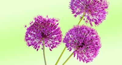 Zierlauch, Allium