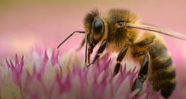 Bienenfreundliche Artikel