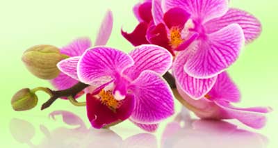 Orchideenpflege