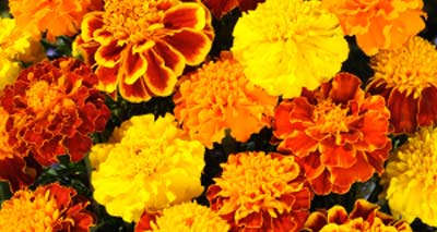 dekoratives Bild zur Untermalung des Links zur Kategorie "Studentenblumen"