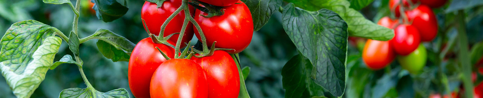 Tomatenpflanzen gnstig kaufen