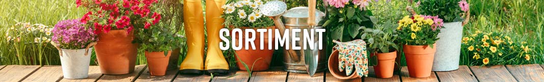 Blumentpfe mit bunten Pflanzen und Gartenutensilien wie Giekanne, Handschuhe und Gummistiefel auf Holzterrasse vor grnem Gartenhintergrund.