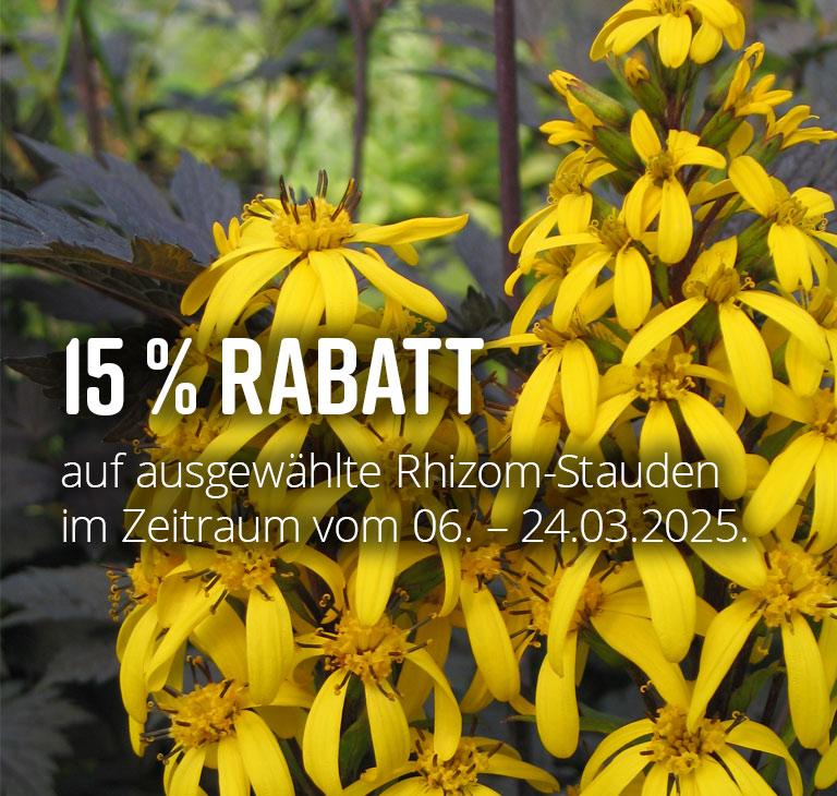 Sie erhalten 15% Rabatt auf ausgewhlte Rhizom-Stauden.