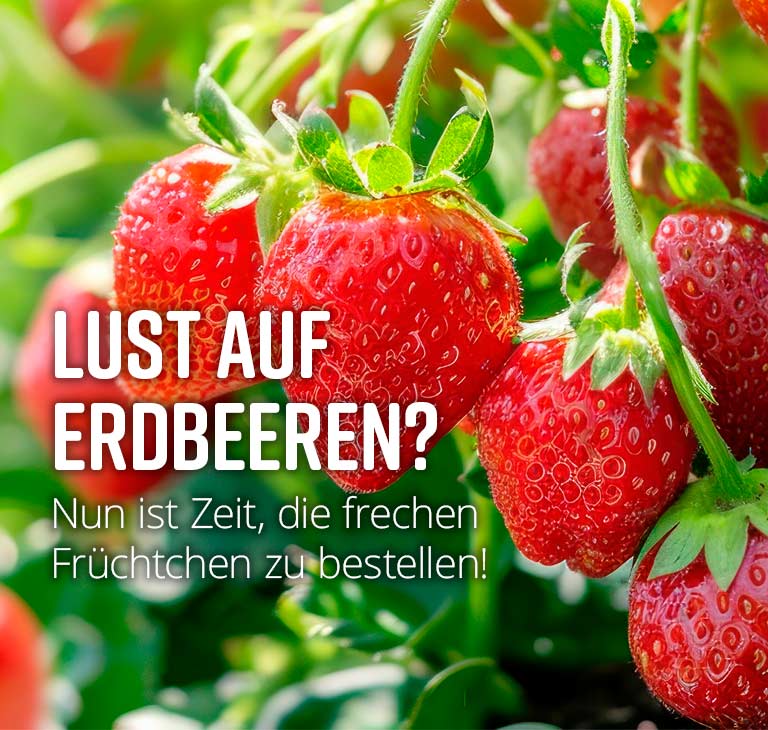 Lust auf Erdbeeren? Nun ist Zeit, die frechen Frchtchen zu bestellen!
