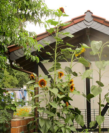 Gewinner Gewinnspiel Sonnenblume