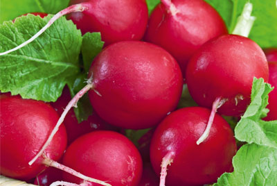 Ein Bund knackiger, roter, runder Radieschen mit frischen grnen Blttern.