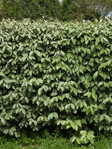 Hauptbild des Artikels "lweide Compacta" (Bildbeschreibung ist in Arbeit)