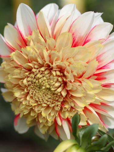 Hauptbild des Artikels " Anemonenbltige Dahlie Bon Odori"