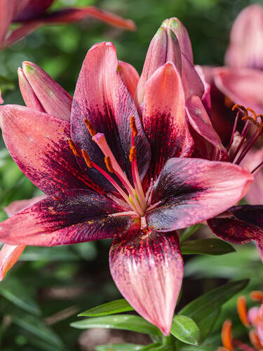 Hauptbild des Artikels " Asiatische Lilie Purple Dream" aus der Kategorie "Blumenzwiebeln"