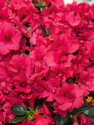 Hauptbild des Artikels " Azalee Bloom Champion Dunkelrot" aus der Kategorie "Ziergehlze"