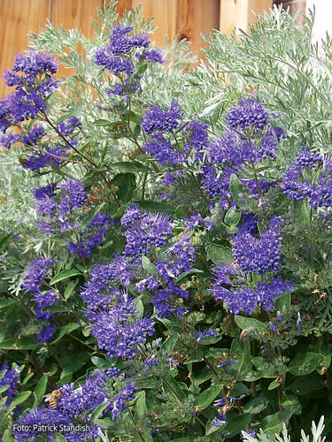 Hauptbild des Artikels "  Bartblume Heavenly Blue" aus der Kategorie "Ziergehlze"