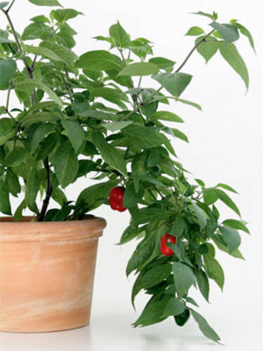 Kübelpflanze -   Baum-Chili
