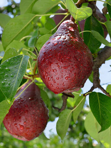 Hauptbild des Artikels "  Birne Rote Williams Christ" aus der Kategorie "Birnbaum"