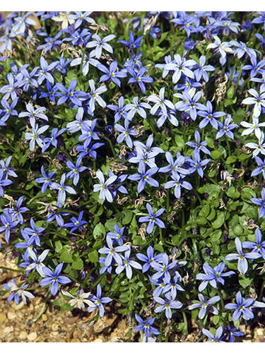 Steingartenpflanzen -  Blauer Bubikopf