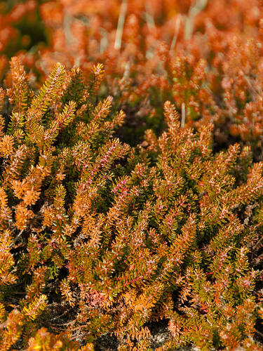 Hauptbild des Artikels " Bodendeckerheide Bernstein" aus der Kategorie "Ziergehlze"