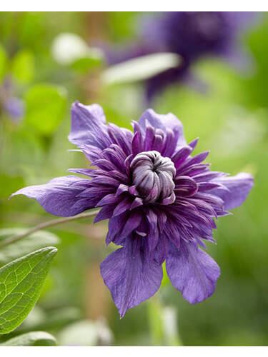 Hauptbild des Artikels " Clematis Kokonoe, PBR" aus der Kategorie "Kletterpflanzen"