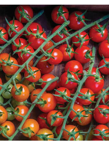 Hauptbild des Artikels "  Cocktailtomate Cherry Baby"