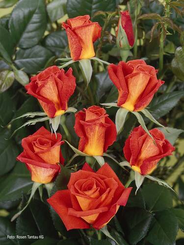 Hauptbild des Artikels " Edelrose Monica"