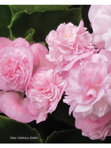 Hauptbild des Artikels " Eisbegonie Paso Doble Candy Pink" (Bildbeschreibung ist in Arbeit)