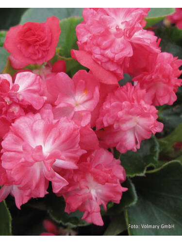 Hauptbild des Artikels " Eisbegonie Paso Doble Cherry Red" (Bildbeschreibung ist in Arbeit)