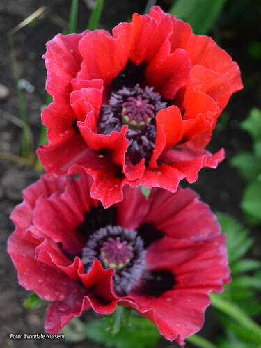 Pflanzen -  Gartenmohn Harlem