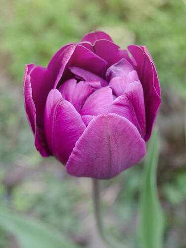 Hauptbild des Artikels " Gef�llte Tulpe Blue Spectacle" (Bildbeschreibung ist in Arbeit)
