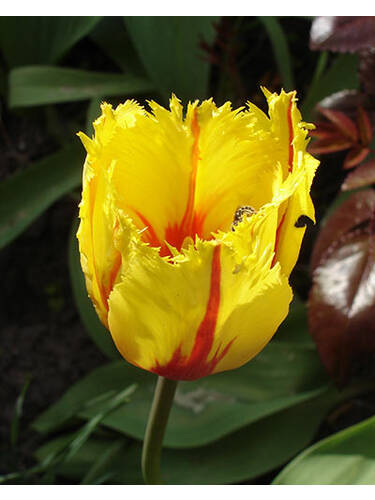 Blumenzwiebeln -  Gefranste Tulpe Flamenco