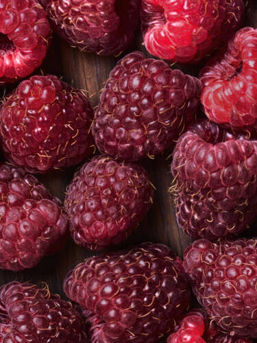 Hauptbild des Artikels " Herbsthimbeere Autumn Passion"