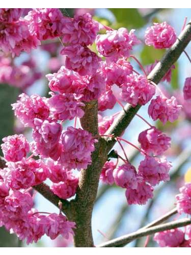 Hauptbild des Artikels "  Judasbaum Pink Pom Poms" aus der Kategorie "Ziergehlze"