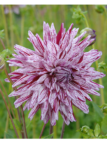 Hauptbild des Artikels "  Kaktusdahlie Blackberry Ripple" aus der Kategorie "Blumenzwiebeln"