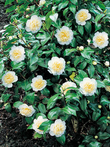 Hauptbild des Artikels " Kamelie Brushfield`s Yellow" aus der Kategorie "Ziergehlze"