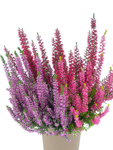 Hauptbild des Artikels " Knospenheide Gardengirls� Dessert Line Golden Berries" (Bildbeschreibung ist in Arbeit)