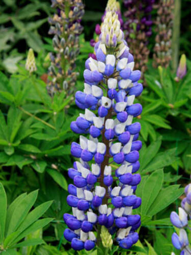   Lupine Kastellan (blau-wei)