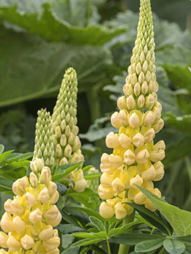 Hauptbild des Artikels "  Lupine Kronleuchter (gelb)"