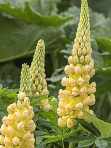   Lupine Kronleuchter (gelb)