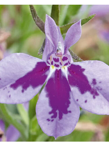 Hauptbild des Artikels "  Mnnertreu Laura Lavender" aus der Kategorie "Blumen Jungpflanzen"