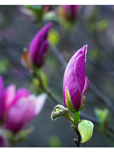 Hauptbild des Artikels " Magnolie Black Beauty" aus der Kategorie "Ziergehlze"