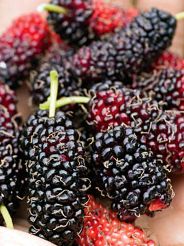 Hauptbild des Artikels " Maulbeere Giant Fruit" aus der Kategorie "Wildobst"