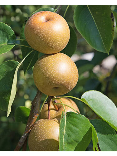 Birnbaum -  Nashi-Birne Hosui