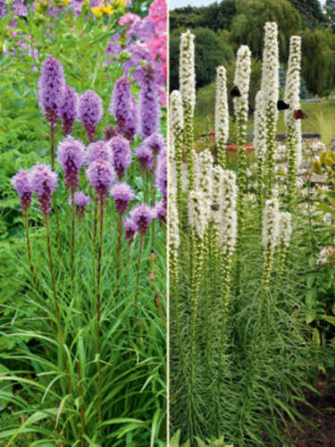Hauptbild des Artikels "  Prachtscharte Set Violettrosa + Wei" aus der Kategorie "Blumenzwiebeln"