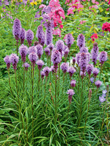 Blumenzwiebeln -   Prachtscharte Violettrosa
