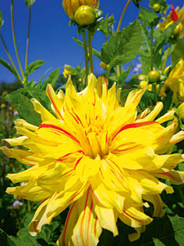 Hauptbild des Artikels "  Riesenschmuckdahlie Cambridge" aus der Kategorie "Blumenzwiebeln"