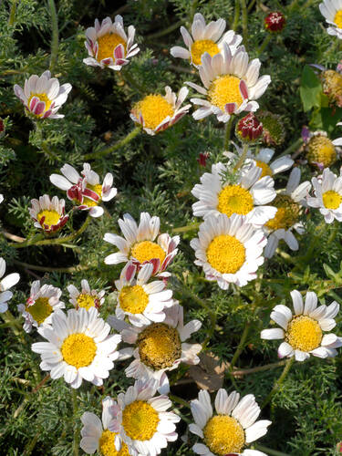 Hauptbild des Artikels " Ringblume" aus der Kategorie "Pflanzen"