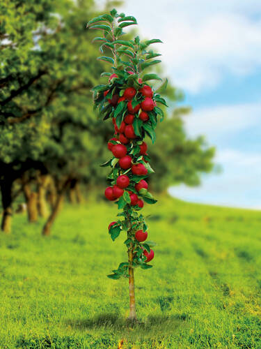 Hauptbild des Artikels " Sulenapfel Tigawa"