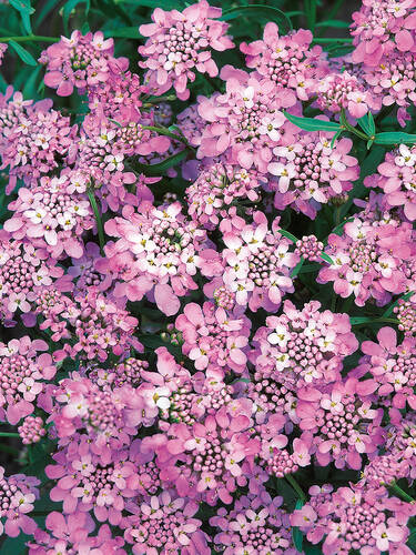 Pflanzen -  Schleifenblume Pink Ice®