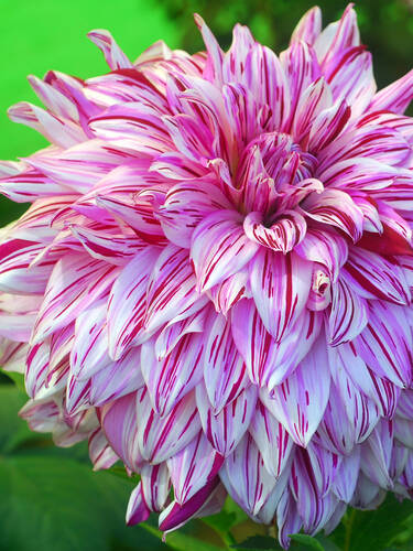 Hauptbild des Artikels " Schmuckdahlie Bristol Stripe"